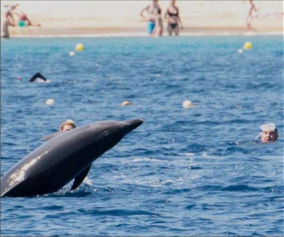 VALINCO  Les dauphins de Campomoro