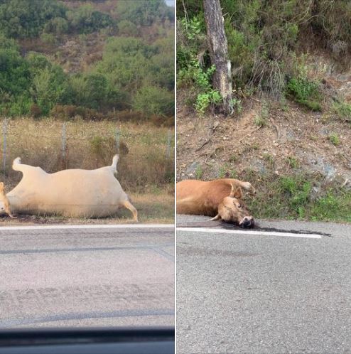 Deux vaches abattues sur les bords de la route en Haute-Corse