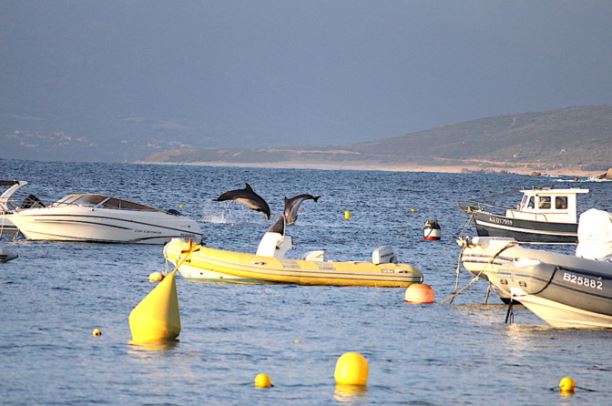 Les dauphins de Campumoru