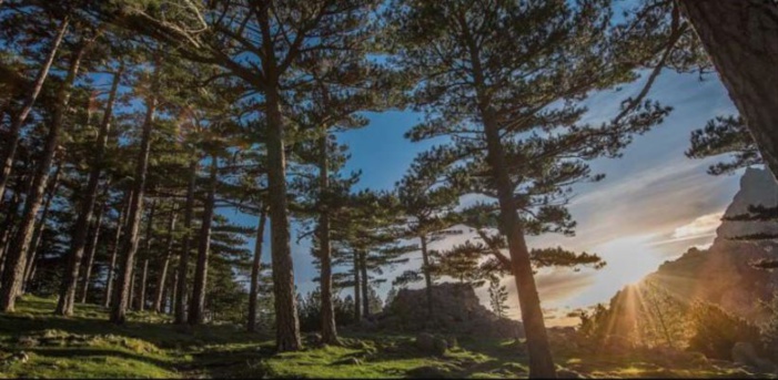 SOLENZARA  Consultation publique pour un tourisme durable dans la forêt de Bavella