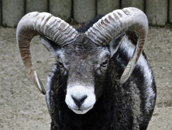 Les mésaventures d'un mouflon de Corse en Wallonie