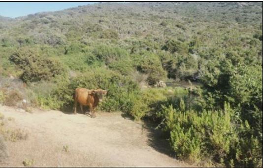 CAMPUMORU  Divagation animale : des vaches sur le chemin vers la plage de Canusellu