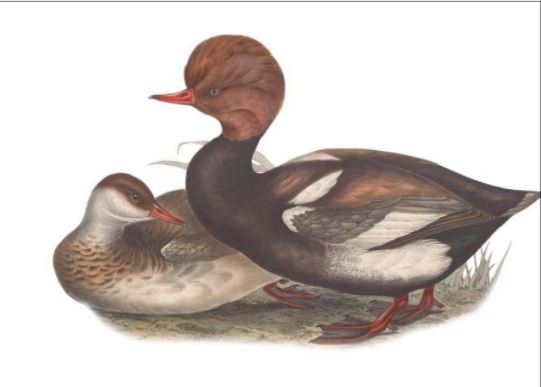A la découverte de la faune et de la flore de Corse  La nette rousse