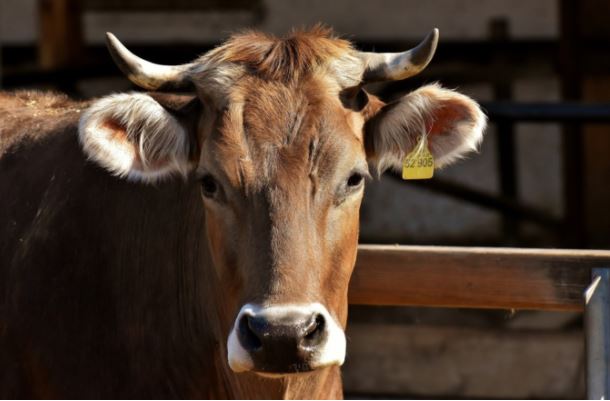 La divagation animale et ses solutions dans le viseur des pouvoirs publics et des professionnels