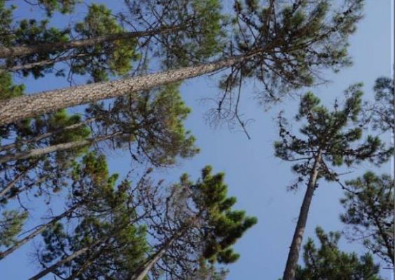  GHISUNACCIA  La forêt de Pinia, patrimoine naturel d'exception