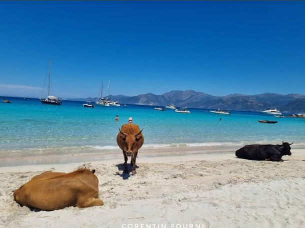 Un homme encorné par une vache sur la plage du Lotu