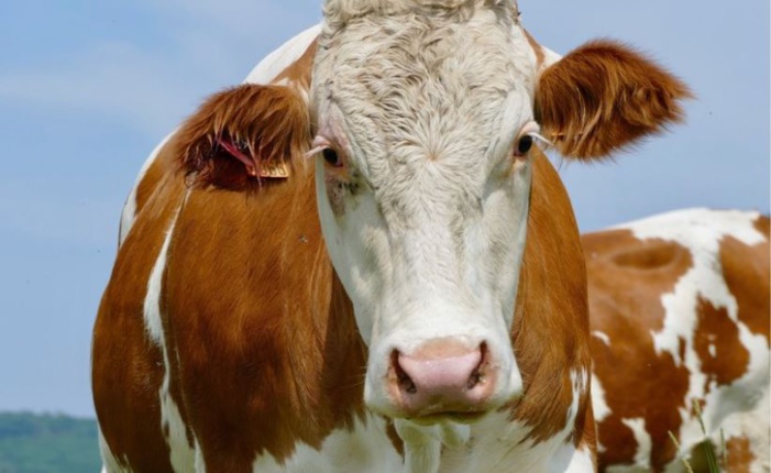 Deux personnes gravement blessées par des vaches dans les Agriates et dans le Niolu