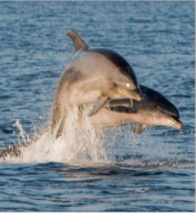 CAMPUMORU  Un peu plus près des dauphins