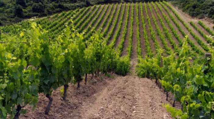 Corse : des vendanges de plus en plus précoces