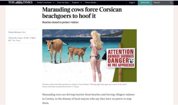  Divagation animale : Quand la presse étrangère s'intéresse aux vaches corses