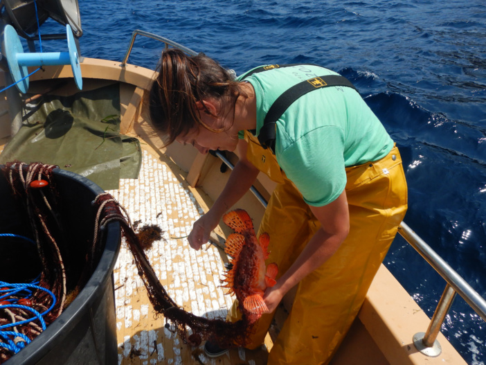Un réseau d’observateurs scientifiques embarqués à bord des navires de la petite pêche côtière de Corse