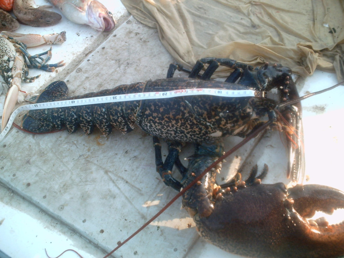 Un réseau d’observateurs scientifiques embarqués à bord des navires de la petite pêche côtière de Corse Un réseau d’observateurs scientifiques embarqués à bord des navires de la petite pêche côtière de Corse