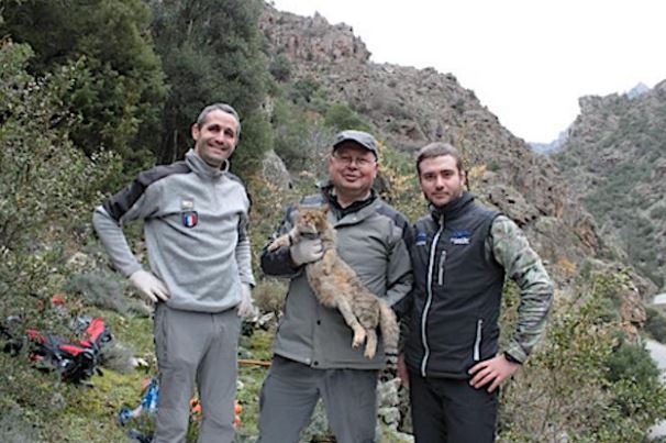 Le chat-renard de Corse s’invite au Congrès Mondial de la Nature
