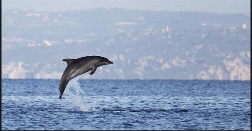 Menacé, le grand dauphin sous étroite surveillance en Méditerranée