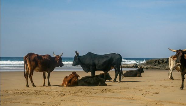 Coti-Chiavari : un rassemblement contre l'abattage des vaches de la plage de Mare É Sole