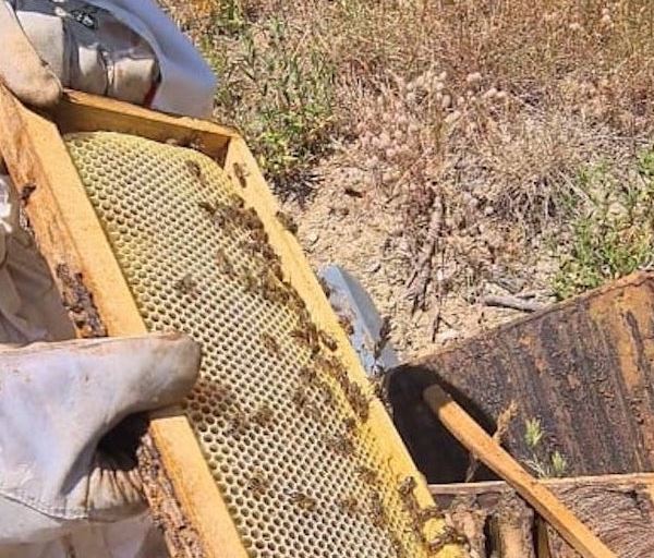 Récolte en chute libre : l'abeille et le miel corse en sursis