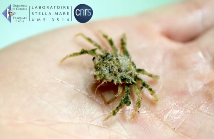 L'araignée de mer serait hors de danger grâce au CNRS et à l'Université de Corse