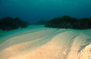 Lancement d’un appel à projets « Caractérisation et fonctionnement des habitats de substrats meubles » de Méditerranée