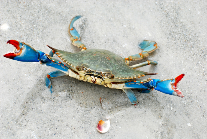 Enquête sur le Crabe bleu, Callinectes sapidus, à destination des pêcheurs récréatifs Enquête sur le Crabe bleu, Callinectes sapidus, à destination des pêcheurs récréatifs