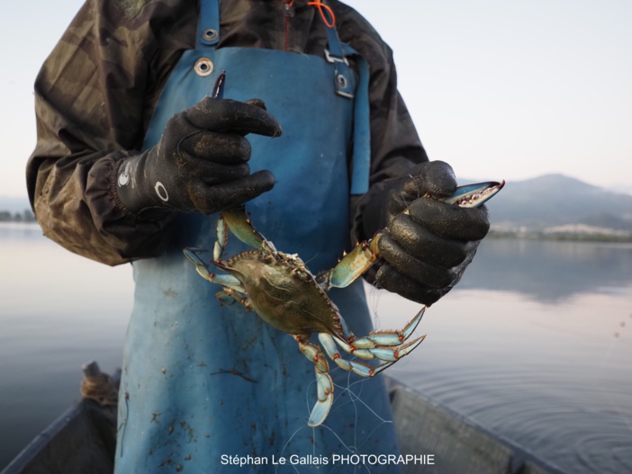 Enquête sur le Crabe bleu, Callinectes sapidus, à destination des pêcheurs récréatifs Enquête sur le Crabe bleu, Callinectes sapidus, à destination des pêcheurs récréatifs