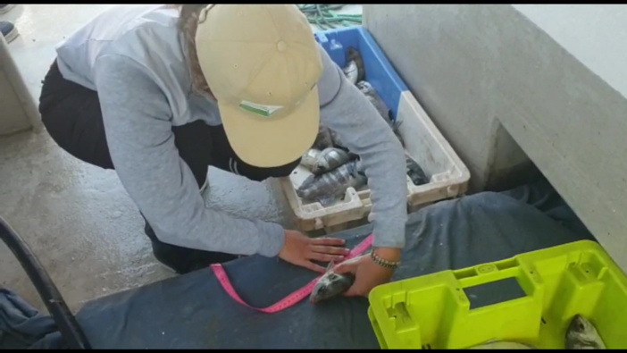 Una squadra scientifica in mare pe seguita a pesca corsa