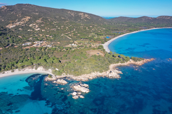 Le site de Tamaricciu abrite une population importante de Silène velouté, plante endémique du sud de la Corse et du nord de la Sardaigne (© O. Bonnenfant/OEC) Le site de Tamaricciu abrite une population importante de Silène velouté, plante endémique du sud de la Corse et du nord de la Sardaigne (© O. Bonnenfant/OEC)