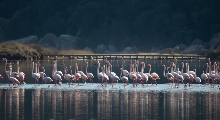 L’étang de Santa Ghjulia accueille une population importante de flamands roses en hiver (© O. Bonnenfant/OEC) L’étang de Santa Ghjulia accueille une population importante de flamands roses en hiver (© O. Bonnenfant/OEC)