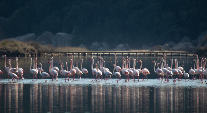 L’étang de Santa Ghjulia accueille une population importante de flamands roses en hiver (© O. Bonnenfant/OEC)