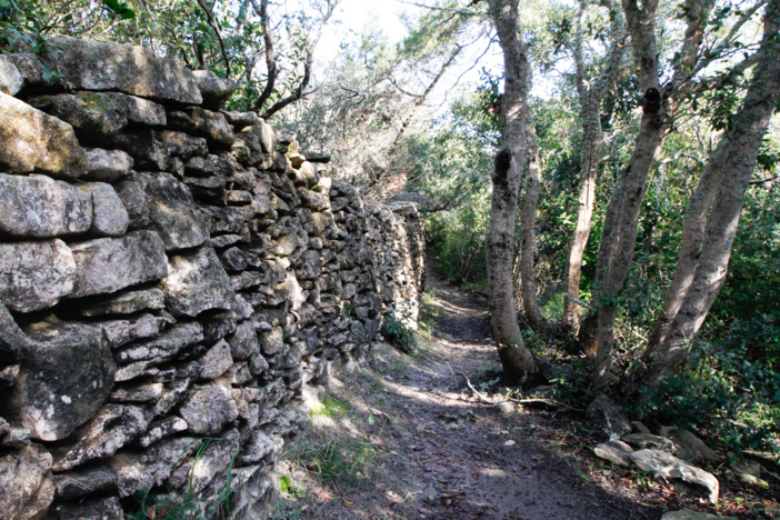 Le sentier de Fazziò-Madonetta permet de parcourir les chênaies du Piale, anciennes parcelles agricoles désormais demmaquisées (© O. Bonnenfant/OEC)