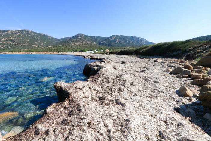 Banquettes de posidonies sur le site de Muchju Biancu (© O. Bonnenfant/OEC) Banquettes de posidonies sur le site de Muchju Biancu (© O. Bonnenfant/OEC)