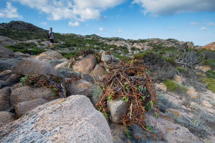 Arrachage de griffes de sorcière sur le littoral (© O. Bonnenfant/OEC)