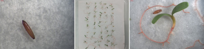 Tests de germination du Limonium