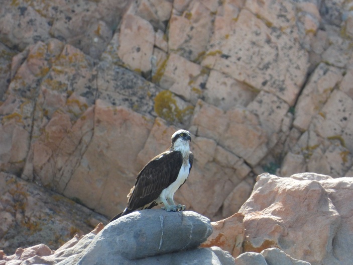 Lancement du Projet de Réserve Naturelle de Corse du Golfe de Portu