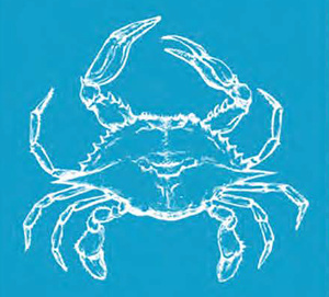 Crabe bleu : votre aide est précieuse !