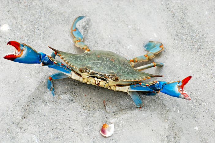 Crabe bleu : votre aide est précieuse !