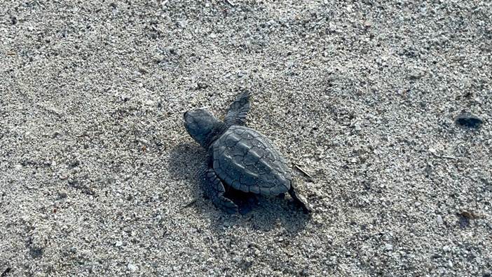 Fait exceptionnel : Eclosion d'une centaine de tortues caouanne à Piantarella