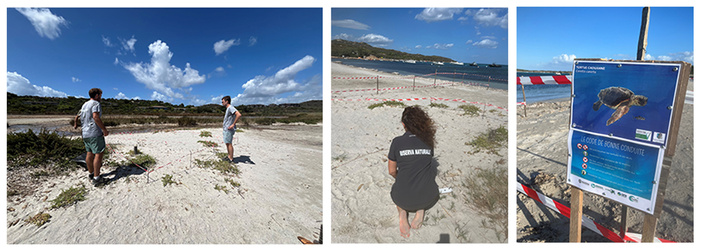 Fait exceptionnel : Eclosion d'une centaine de tortues caouanne à Piantarella Fait exceptionnel : Eclosion d'une centaine de tortues caouanne à Piantarella