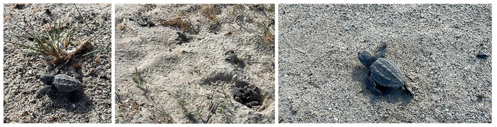 Fait exceptionnel : Eclosion d'une centaine de tortues caouanne à Piantarella Fait exceptionnel : Eclosion d'une centaine de tortues caouanne à Piantarella