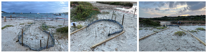 Fait exceptionnel : Eclosion d'une centaine de tortues caouanne à Piantarella Fait exceptionnel : Eclosion d'une centaine de tortues caouanne à Piantarella