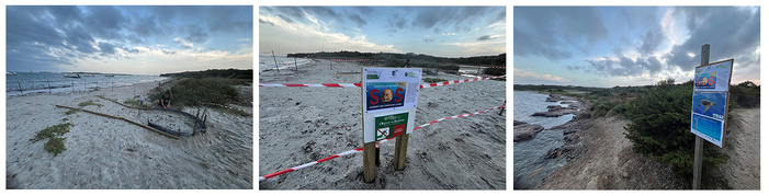 Fait exceptionnel : Eclosion d'une centaine de tortues caouanne à Piantarella Fait exceptionnel : Eclosion d'une centaine de tortues caouanne à Piantarella