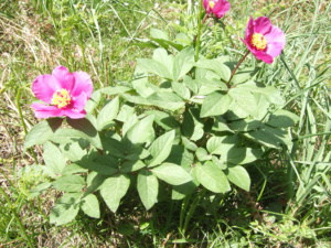 Paeonia corsica Paeonia corsica