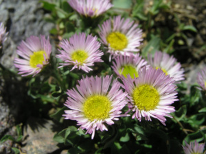 Erigeron paolii Erigeron paolii