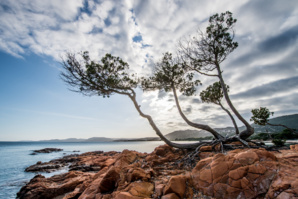 Genévrier (ghjineparu) - Palombaggia (© E.Volto)