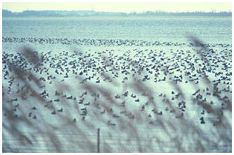 Population de foulques sur l’étang de Biguglia, G.F. FRISONI Population de foulques sur l’étang de Biguglia, G.F. FRISONI