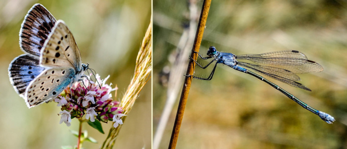 Maculinea arion et Lestes macrostigma (photos C. Berquier)