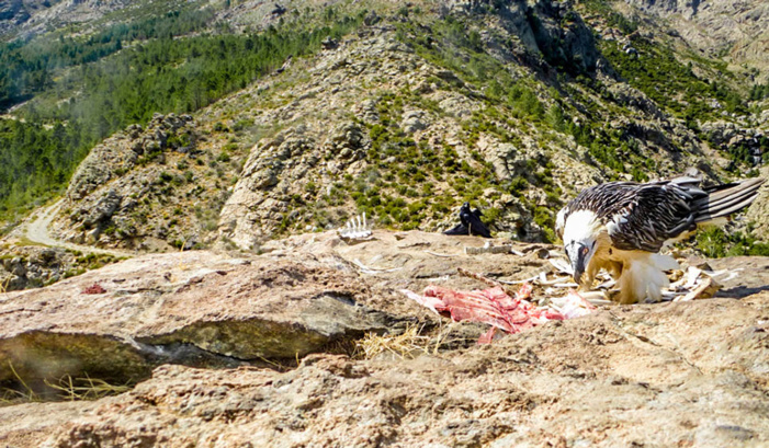 Gypaète barbu de Corse © J.F. Seguin, PNRC
