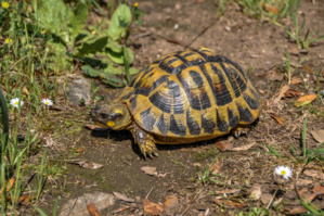 © L. SORBA O.E.C. © L. SORBA O.E.C.