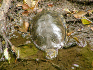 © DREAL Corse © DREAL Corse