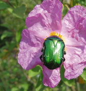 Cetonia aurata pisana sur une fleur de ciste Cetonia aurata pisana sur une fleur de ciste