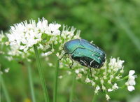 Cetonia carthami Cetonia carthami
